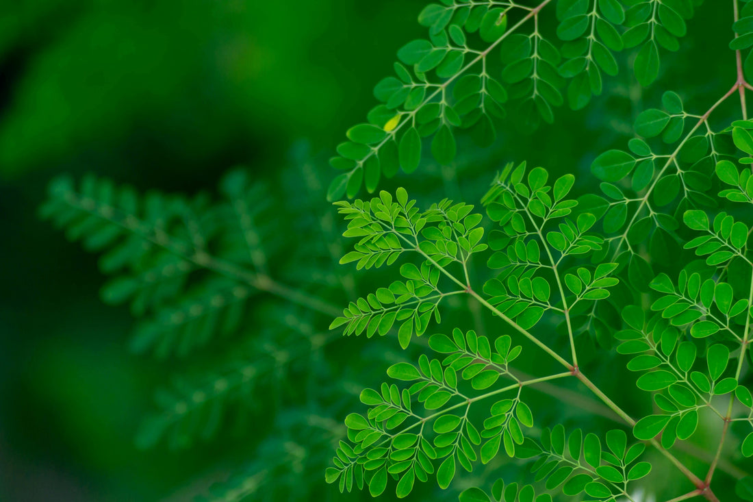 Discover the Green Giant: Why Moringa Oleifera Is Sri Lanka’s Next Superfood